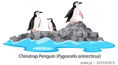 Penguin Clipart Images – Browse 11,391 Stock Photos, Vectors, and Video