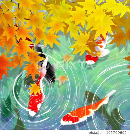 紅葉 鯉 池 錦鯉のイラスト素材 - PIXTA