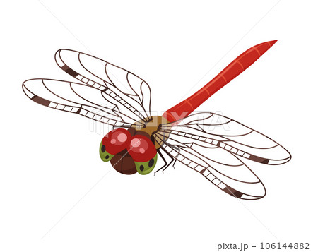 赤とんぼ 赤トンボ 白背景 シンプルのイラスト素材 - PIXTA