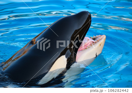 シャチ 海 水中 鯱の写真素材 - PIXTA