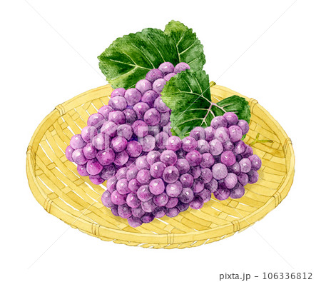 ブドウ種のイラスト素材 - PIXTA