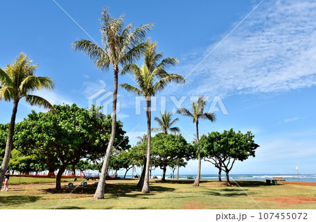 モンキーポットの写真素材 - PIXTA