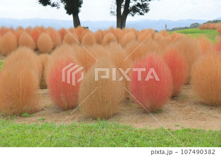 秋色に色づいたコキア