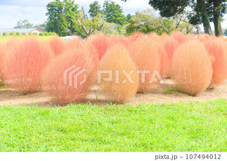 秋色に色づいたコキア