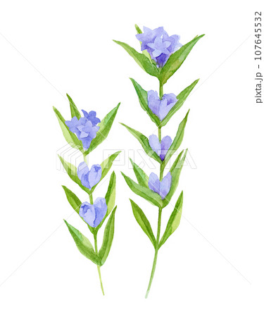 青紫色 花 植物 リンドウのイラスト素材 - PIXTA