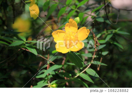花 キンシバイ 金糸梅 黄色の写真素材 - PIXTA