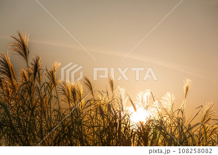 ススキ すすきの穂 夕日 夕焼けの写真素材 - PIXTA
