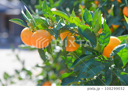 美味しそうに実ったミカン