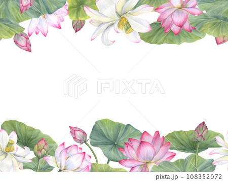 Lotus buds, green stems. Composition of pink water lily. Three bud