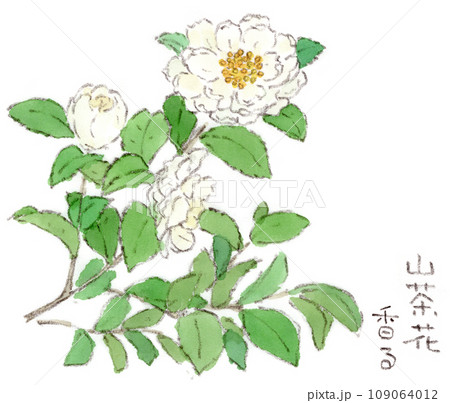 山茶花 水彩画 花 水彩のイラスト素材 - PIXTA