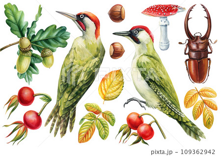 キツツキ 鳥 鳥類 緑啄木鳥のイラスト素材 - PIXTA