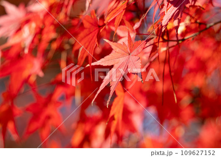 もみじ❤️枫葉❤️成長した姿 お父さん@(๑'ڡ'๑)୨♡ on X