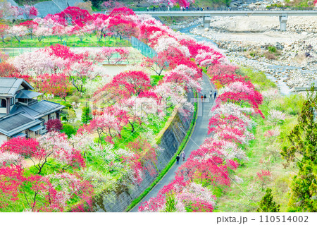 桃源郷 桃 桃の花 桃の木の写真素材 - PIXTA