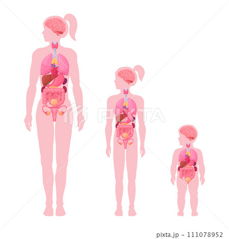 Female body whole body - Stock Illustration [38434269] - PIXTA