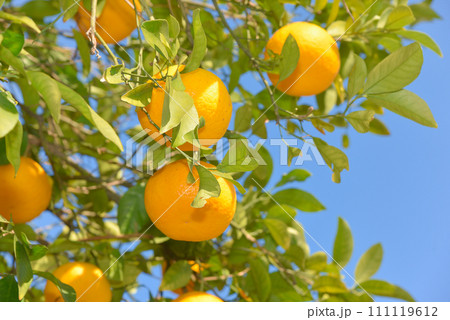 美味しそうに実った柚子の実