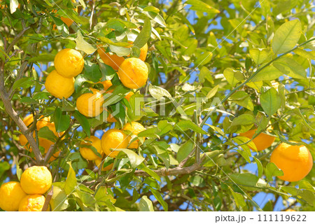 美味しそうに実った柚子の実