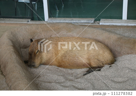 カピバラ オニテンジクネズミ 最大 鬼天竺鼠の写真素材 - PIXTA