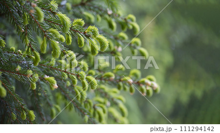 もみの木の新芽の写真素材 - PIXTA