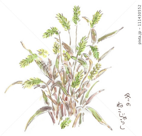 エノコログサ イラスト 水彩 雑草のイラスト素材 - PIXTA