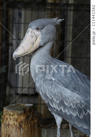 ハシビロコウ 鳥 横向き くちばしの写真素材 - PIXTA