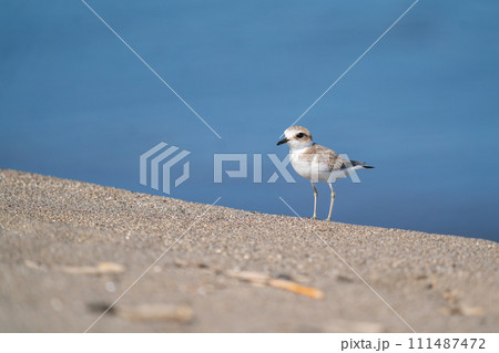 小鳥 千鳥 シロチドリ 野鳥の写真素材 - PIXTA