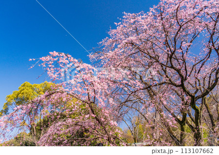 六義園・しだれ桜の写真素材 - PIXTA