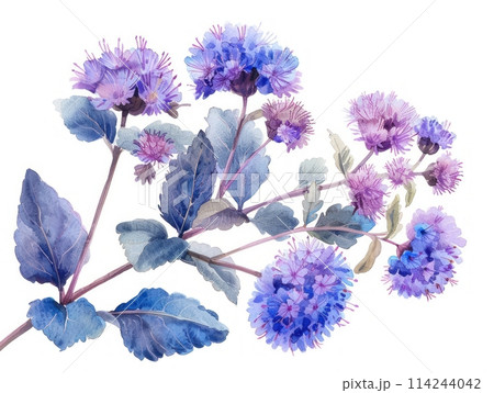 アゲラタム 植物 花のイラスト素材 - PIXTA