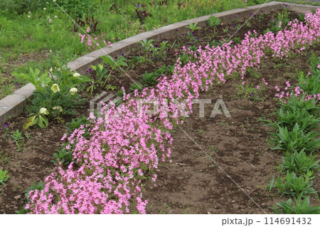 花 草花 フクロナデシコ 白の写真素材 - PIXTA