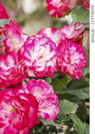 花 バラ 薔薇 ツートンカラーの写真素材 - PIXTA