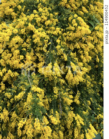 金雀花の写真素材 - PIXTA