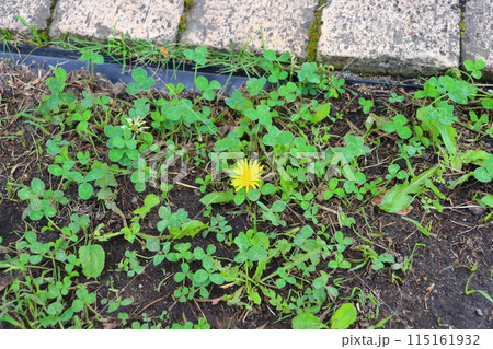 たんぽぽ 植物 花 シロツメクサの写真素材 - PIXTA
