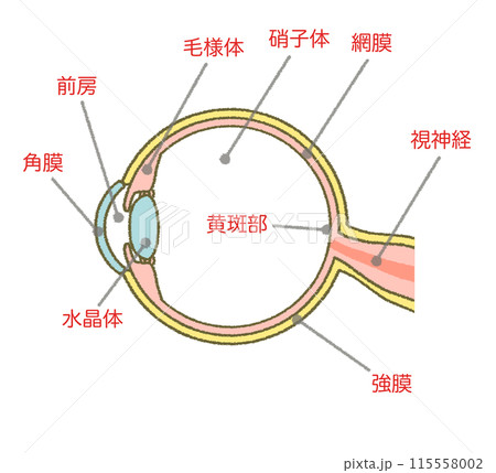 眼 眼球 目 解剖のイラスト素材 - PIXTA