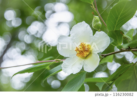 沙羅双樹 花 サラソウジュ 沙羅の花の写真素材 - PIXTA