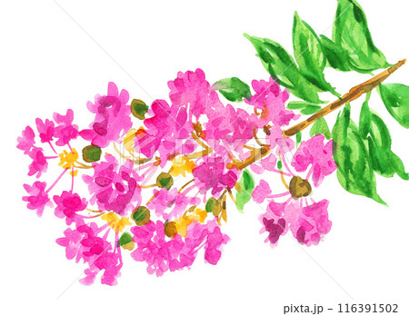 水彩画 植物細密画「サルスベリ」 真作
