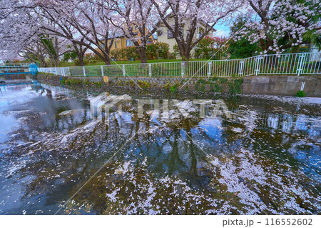 神奈川県川崎市多摩区の桜並木