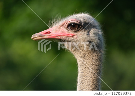 ダチョウ 鳥類 鳥 駝鳥の写真素材 - PIXTA