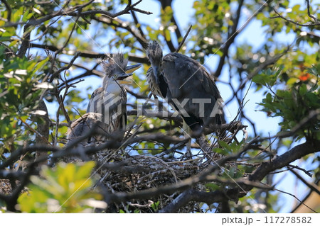鳥 巣 野鳥 木の枝の写真素材 - PIXTA