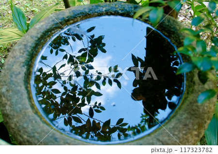 蹲 植物 つくばいの写真素材 - PIXTA