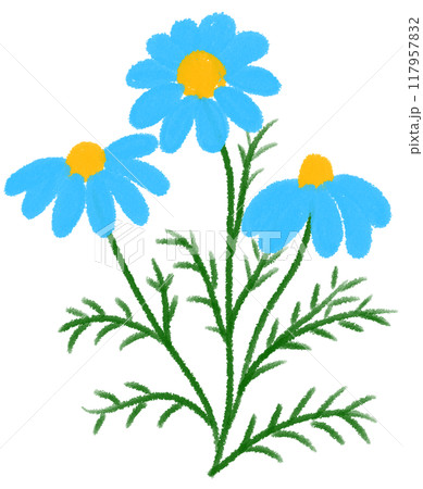 ブルーデイジーのイラスト素材 - PIXTA