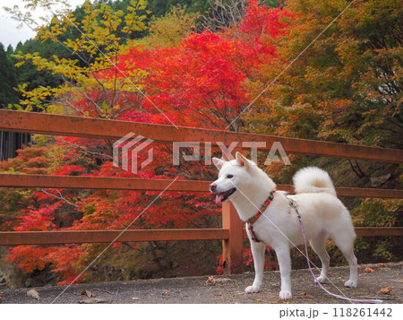 絵 題 犬と紅葉