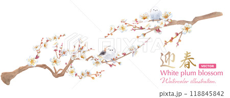 シマエナガ 春 野鳥 エナガのイラスト素材 - PIXTA