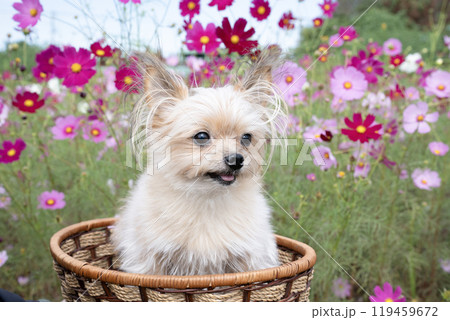 犬と花の写真素材 - PIXTA