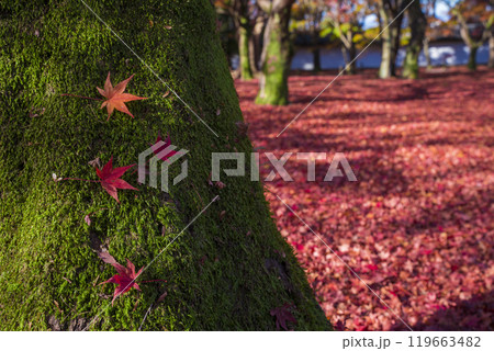 紅葉 京都 東福寺 秋の写真素材 - PIXTA 紅葉 京都 東福寺 秋の写真素材 - PIXTA