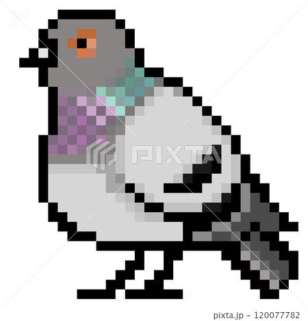 カワラバトのイラスト素材 - PIXTA