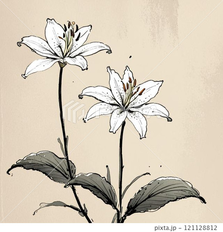 百合 花 水墨画 墨絵のイラスト素材 - PIXTA