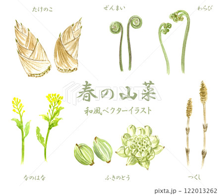 蕗の薹 水墨画 春 山菜のイラスト素材 - PIXTA