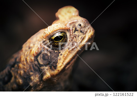 toad ガマガエルの写真素材 - PIXTA