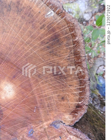 樫の木 大木の写真素材 - PIXTA