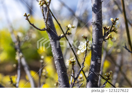 梅 青軸 花 梅（青軸）の写真素材 - PIXTA