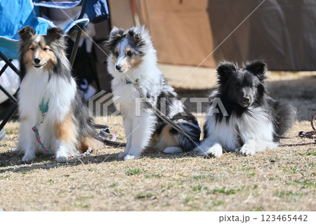 動物 犬 シェットランドシープドッグ お座りの写真素材 - PIXTA